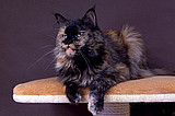 Maine Coon Ashanty Hagne*PL