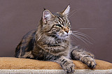 Maine Coon Aurora Nannarella*PL