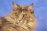 Maine Coon Dalila Nannarella*PL