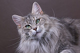 Maine Coon Baby Blue Space Coon's*PL