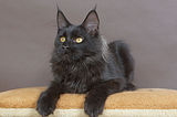 Maine Coon Viraxas Alara*PL