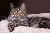 Maine Coon Daisy Carmella*PL