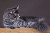 Maine Coon Fiametta Nannarella*PL