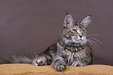 Maine Coon Gaia Nannarella*PL