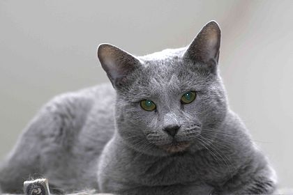 Ingo Blue Ewjatar*PL