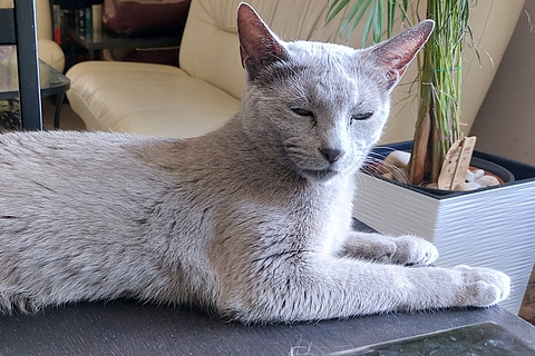 Iriska