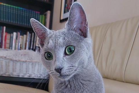 Laluna