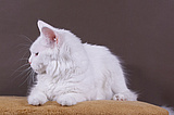 Maine Coon White Snow Ewjatar*PL