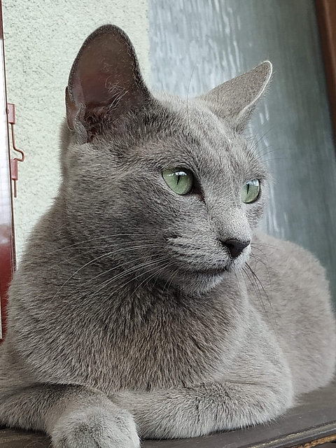 Zuza