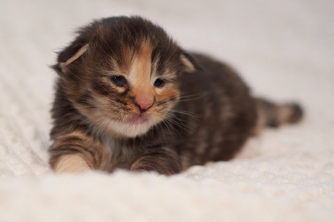 f Lala, czarny szylkret