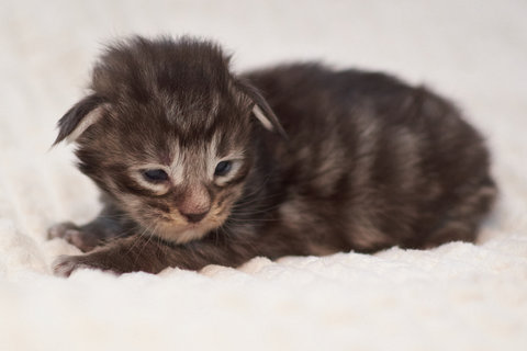 m Lucas, czarny srebrzysty