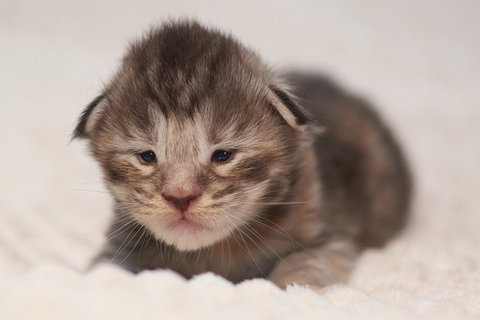 f Luna, czarny srebrzysty